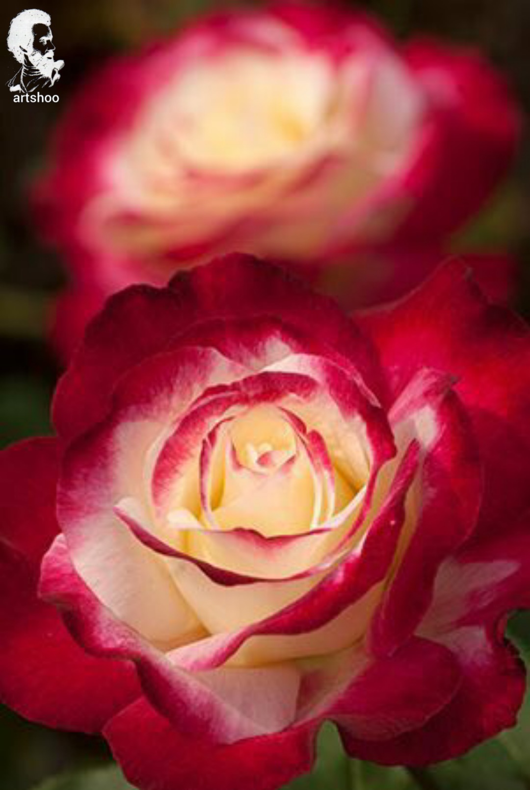 گل اورژینال رنگ روغن